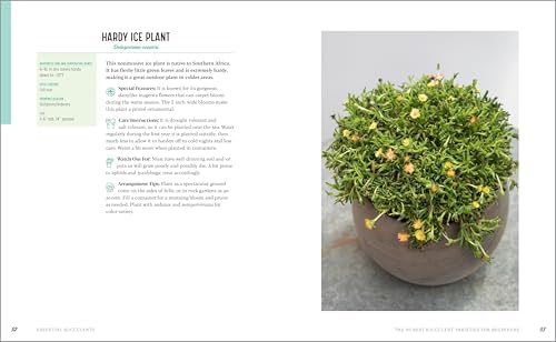 Essential Succulents: The Beginner's Guide by Ken Shelf