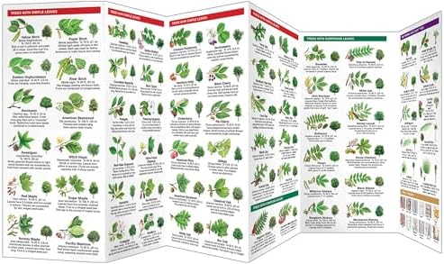 Trees: A Folding Pocket Guide to Familiar North American Plants (Nature Observation North America) by James Kavanagh Waterford Press