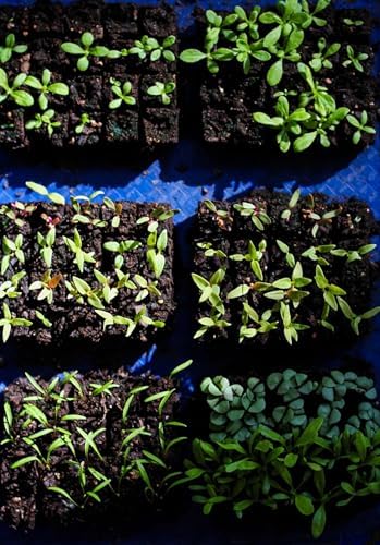 The Homesteader's Guide to Cut Flowers: Growing Beautiful, Versatile Blooms for Pantry, Pleasure & Profit by Joanna Blessing
