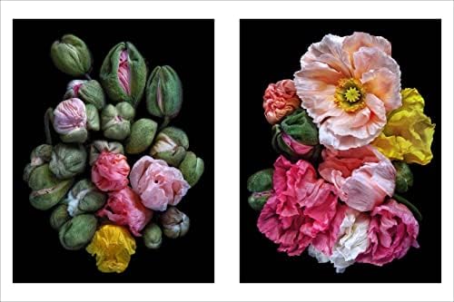 Beauty in Bloom: Floral Portraits by Debi Shapiro