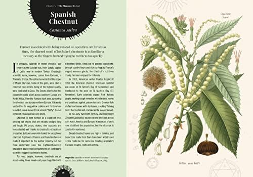 Witch's Forest: Trees in magic, folklore and traditional remedies (Royal Botanic Gardens, Kew) by Royal Botanic Gardens Kew