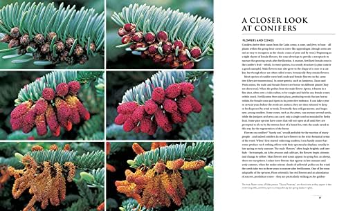 Gardening with Conifers by Adrian Bloom