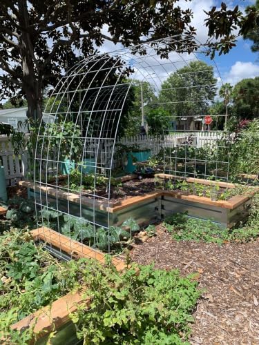 The Urban Harvest Guide: Grow Real Food, Cultivate Community, and Feed Your Family Seasonally by Elise Pickett