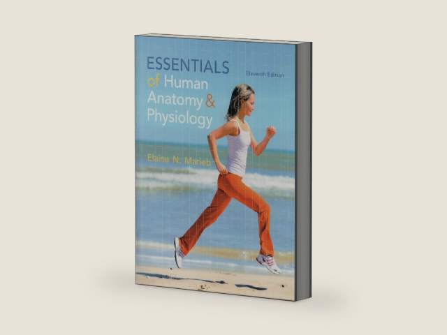 Essentials of Human Anatomy & Physiology by Elaine N. Marieb