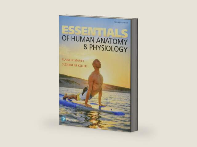 Essentials of Human Anatomy & Physiology by Elaine Marieb