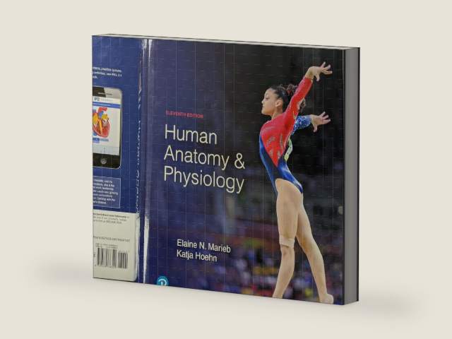 Human Anatomy and Physiology, Eleventh Edition, c. 2019 by Elaine N. Marieb