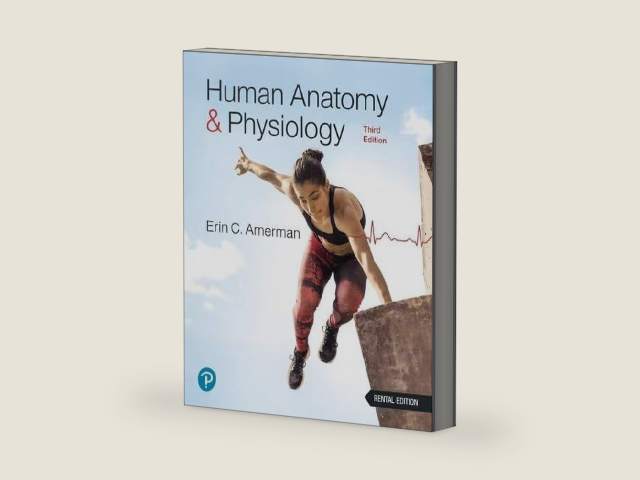 Human Anatomy & Physiology [RENTAL EDITION] by Erin Amerman