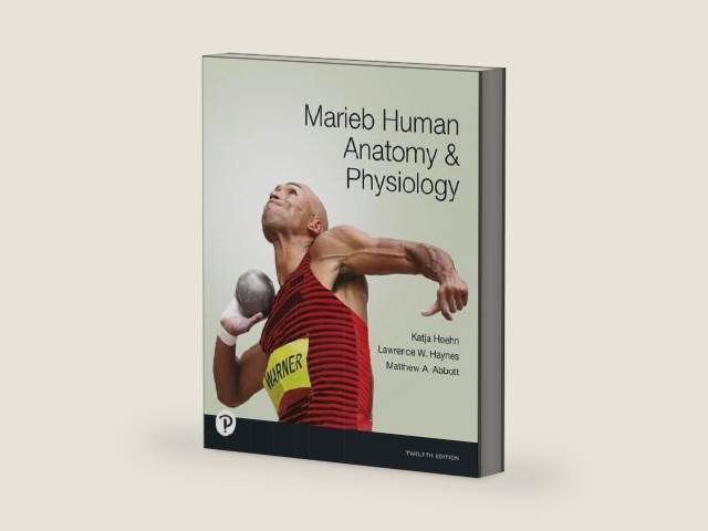 Marieb Human Anatomy & Physiology, 12th edition by Katja Hoehn
