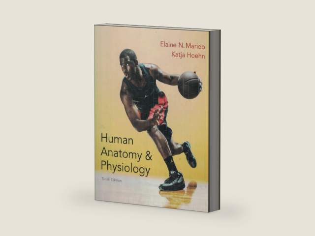 Human Anatomy & Physiology (Marieb, Human Anatomy & Physiology) Standalone Book by Elaine N. Marieb