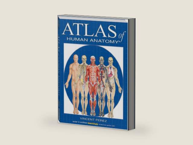 Atlas Of Human Anatomy (Quickstudy Books) by Vincent Perez