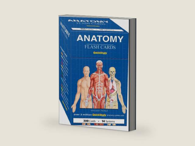 Anatomy Flash Cards: a QuickStudy Reference & Study Tool by Vincent Perez