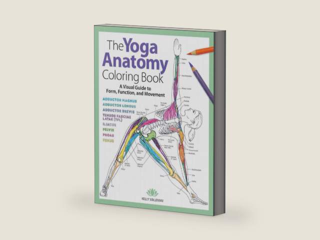Yoga Anatomy Coloring Book: A Visual Guide to Form, Function, and Movement - An Educational Anatomy Coloring Book for Medical Students, Yoga Enthusiasts, Teachers & Adults (Volume 1) by Kelly Solloway