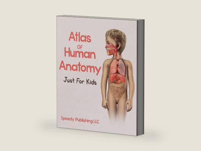 Atlas Of Human Anatomy Just For Kids by Speedy Publishing