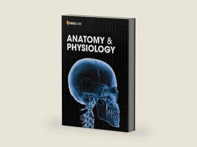 Anatomy & Physiology - Student Edition (3rd Ed) by Lissa Bainbridge-Smith